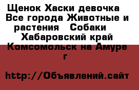 Щенок Хаски девочка - Все города Животные и растения » Собаки   . Хабаровский край,Комсомольск-на-Амуре г.